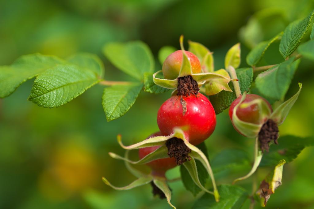 Pension Aloisia Scheffau am Wilden Kaiser Buitenkant foto