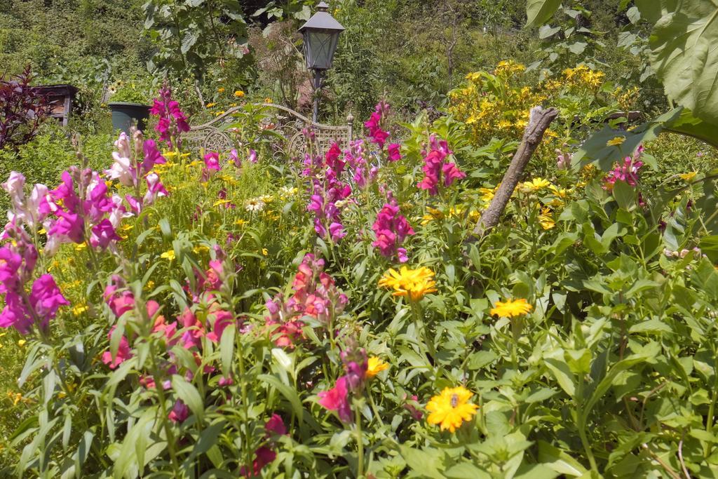 Pension Aloisia Scheffau am Wilden Kaiser Buitenkant foto