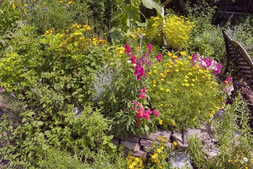Pension Aloisia Scheffau am Wilden Kaiser Buitenkant foto