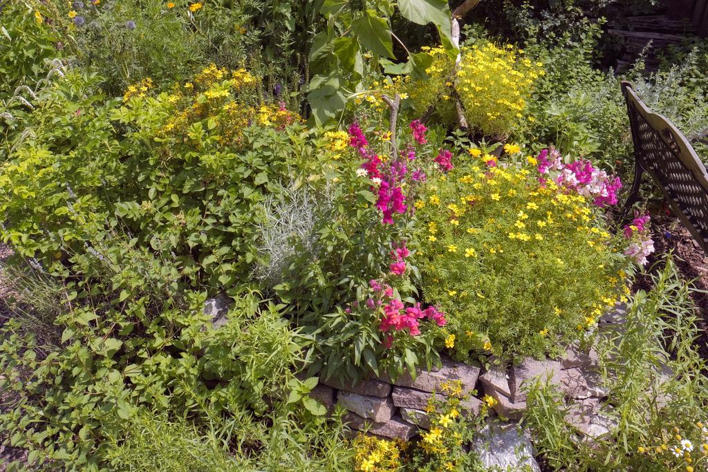 Pension Aloisia Scheffau am Wilden Kaiser Buitenkant foto