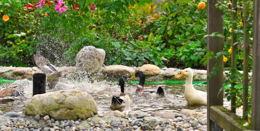 Pension Aloisia Scheffau am Wilden Kaiser Buitenkant foto